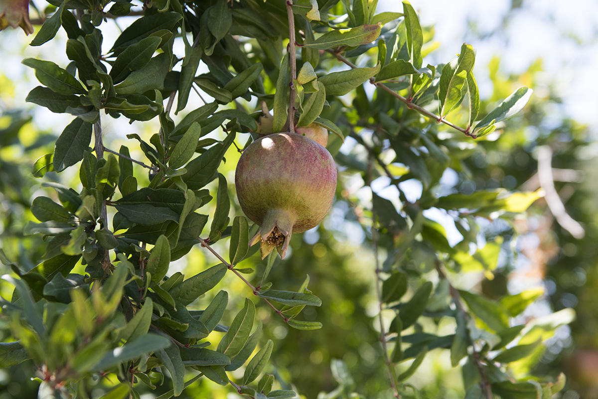 The UC Davis Market Garden is cultivated and worked by approximately 80 students each semester. One of Raoul&#039;s goals for each semester is to teach students about agriculture by involving them in the process and bringing them closer to what they eat.